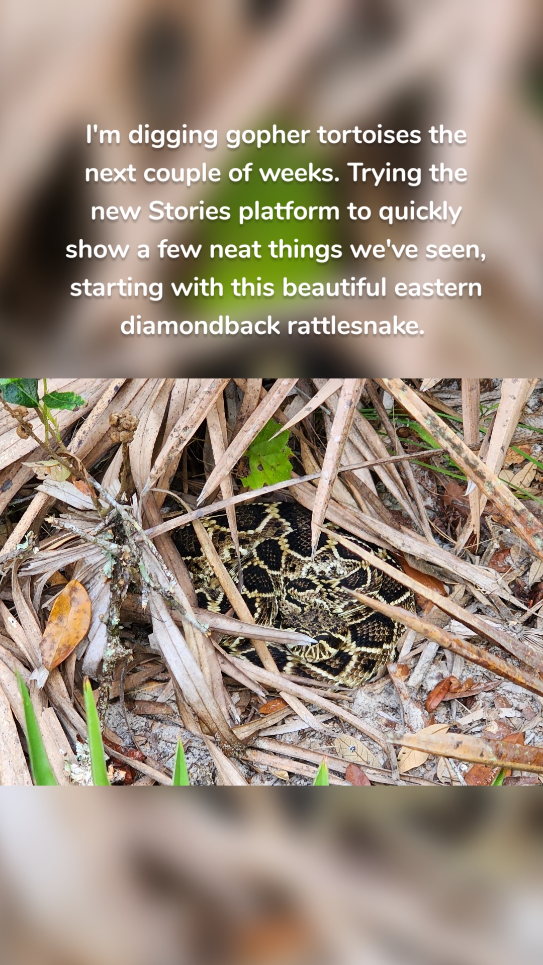 I'm digging gopher tortoises the next couple of weeks. Trying the new Stories platform to quickly show a few neat things we've seen, starting with this beautiful eastern diamondback rattlesnake. 