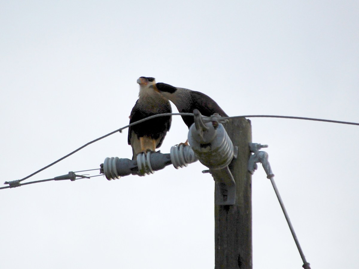 Caracara – “Love” is in the&nbsp;Air