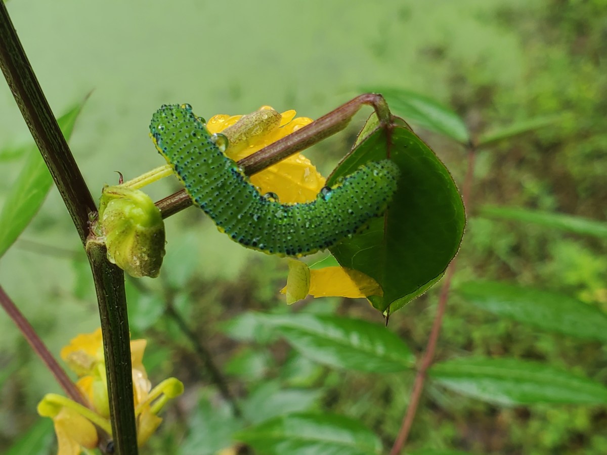 Finding Beauty in&nbsp;Everything